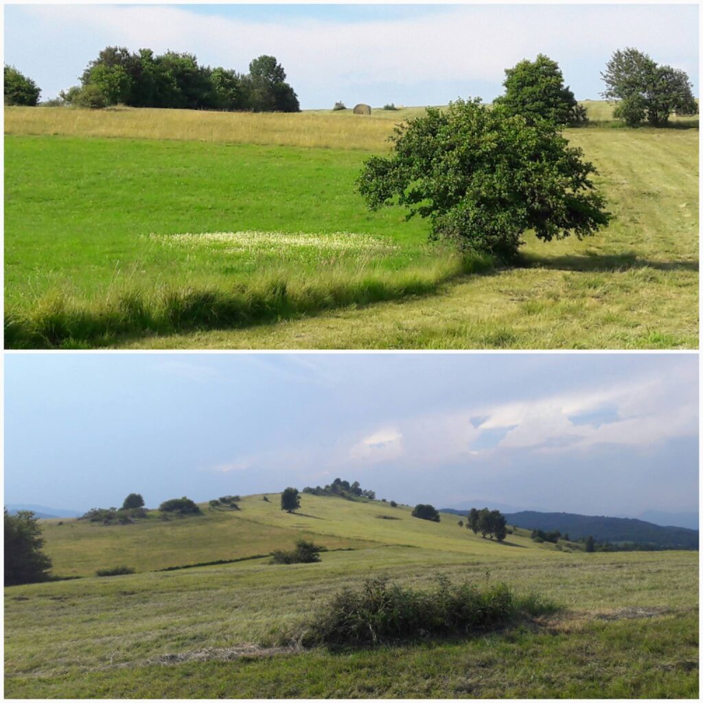 Košnja