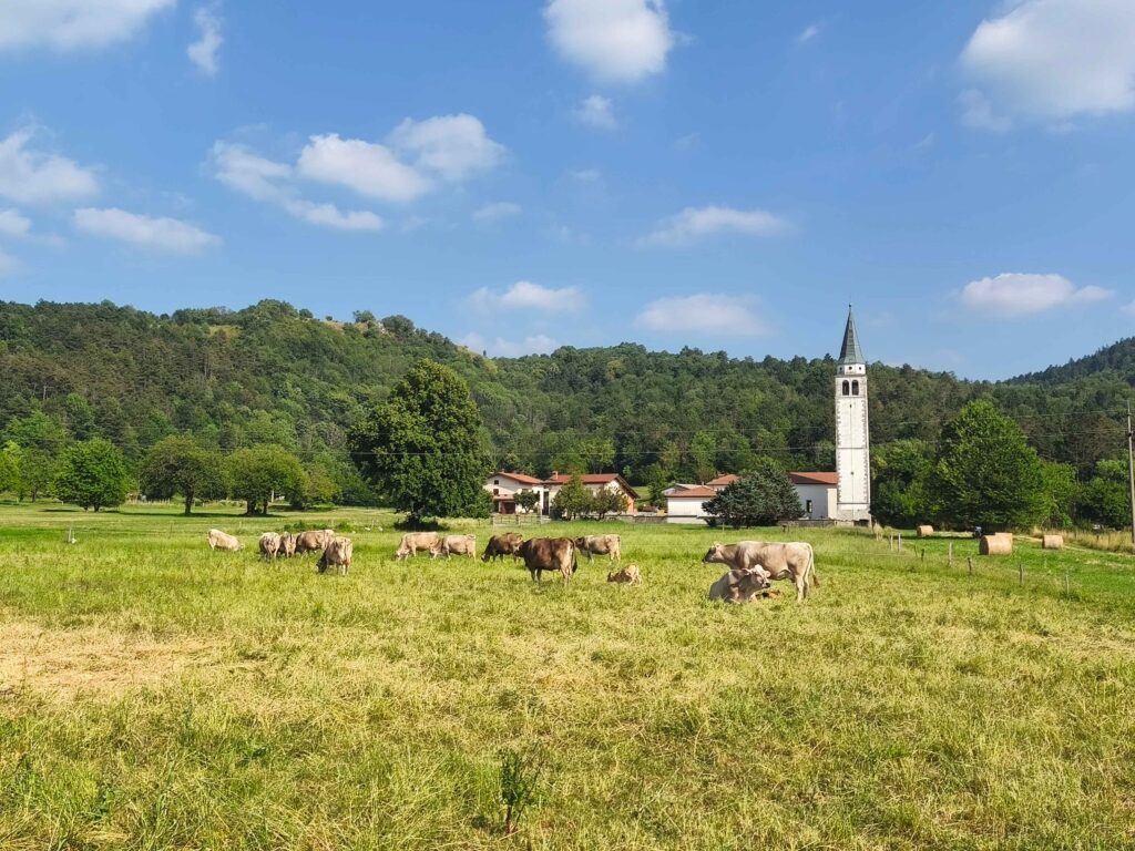 Paša